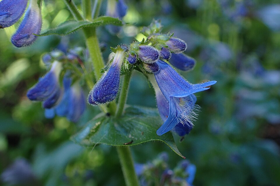 Penstemon ovatus (Broad-leafed Penstemon) (alternate view 10)