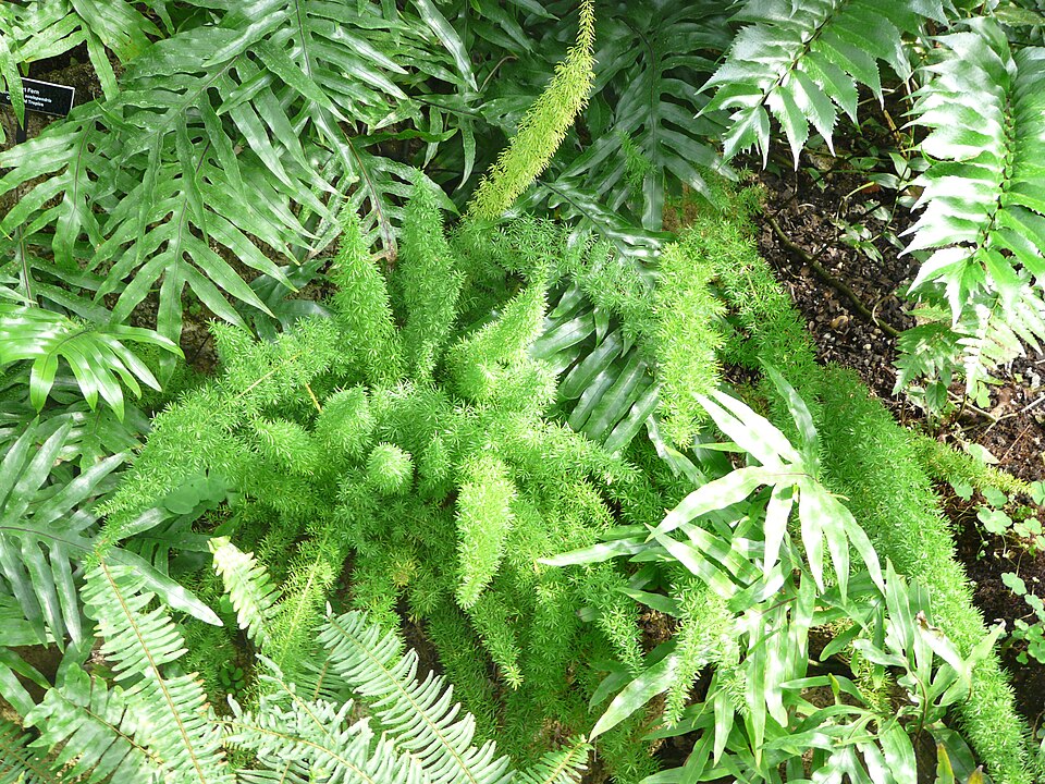 Microsorum