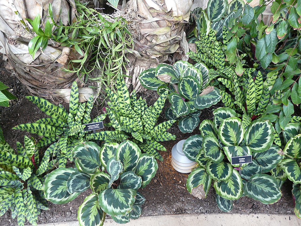 Goeppertia insignis (Rattlesnake Plant) (alternate view 9)