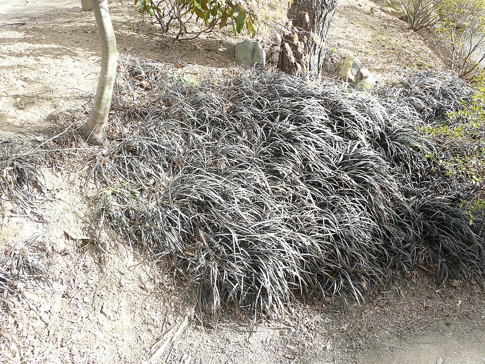 Ophiopogon planiscapus (alternate view 6)