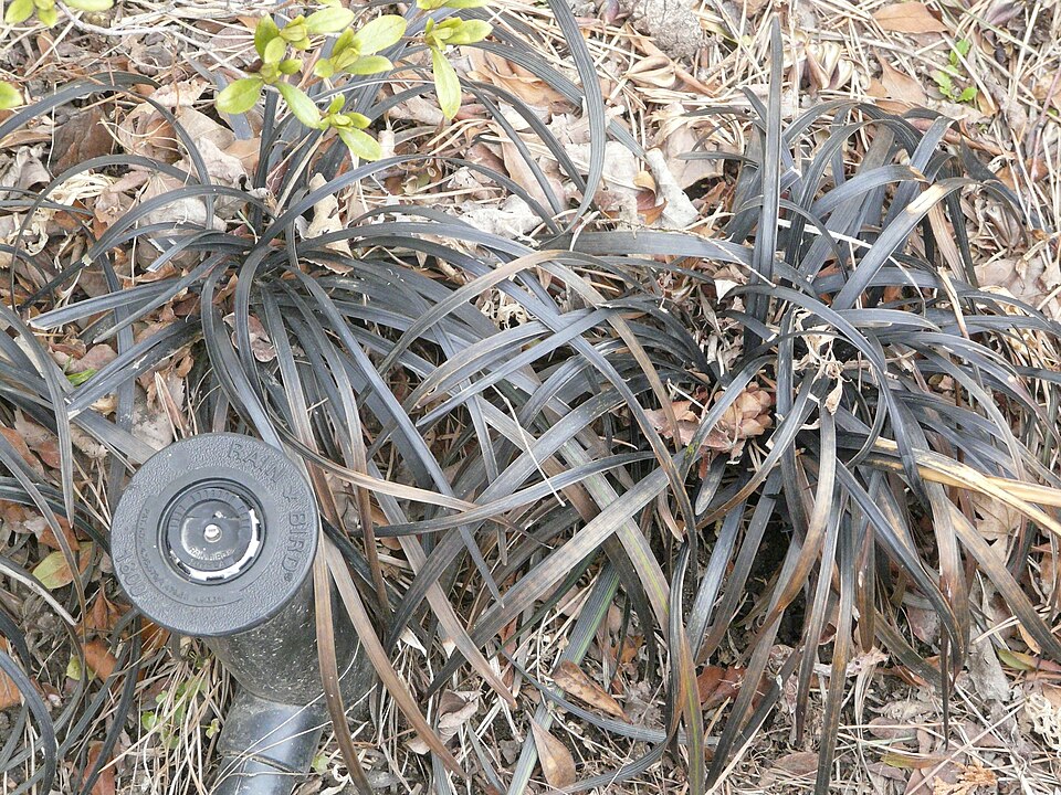 Ophiopogon planiscapus (alternate view 7)
