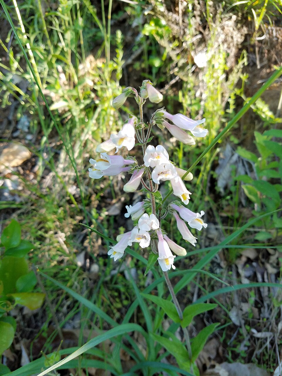 Penstemon pallidus (Pale Beardtongue) (alternate view 6)