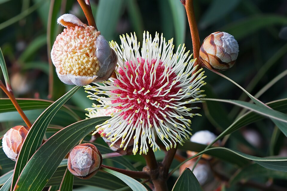 Hakea laurina (Pincushion hakea) (alternate view 9)