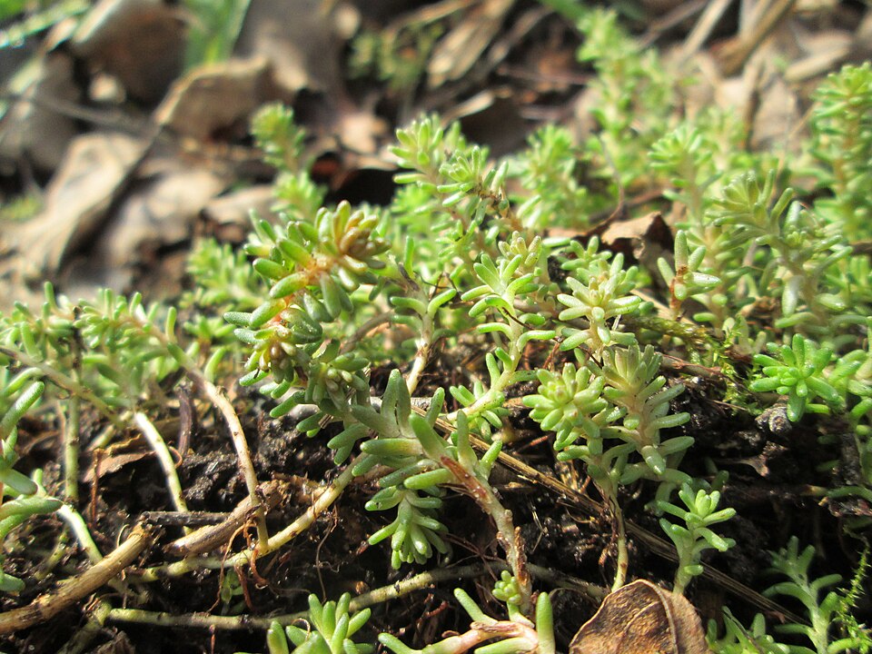 Sedum sexangulare (alternate view 13)