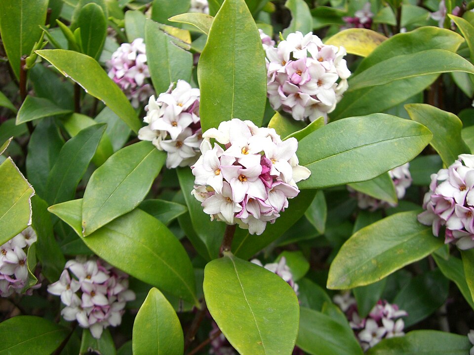 Daphne odora (Winter Daphne) (alternate view 6)