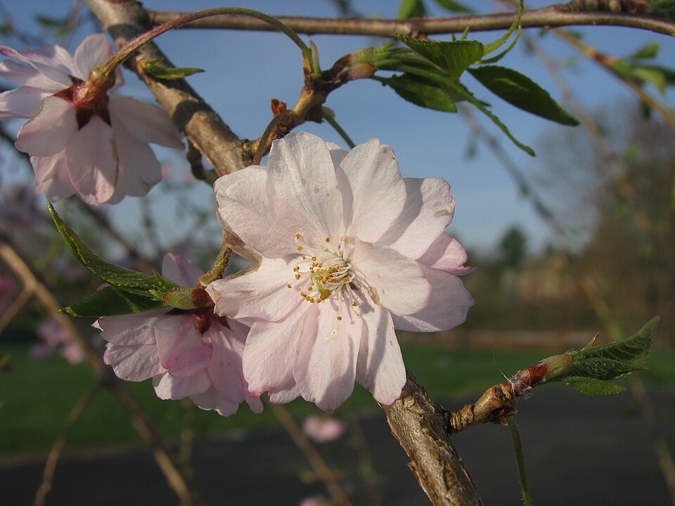 Prunus subhirtella 'Pendula' (weeping flowering cherry) (alternate view 5)