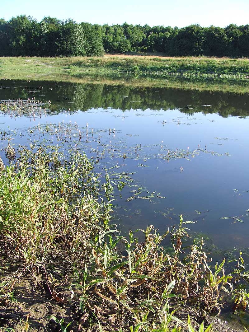 Persicaria amphibia (water smartweed)