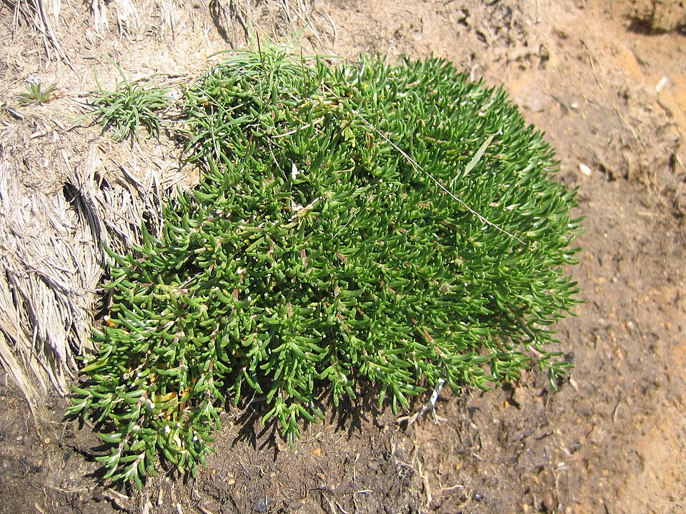 Spergularia rupicola (Rock Sea-spurrey)
