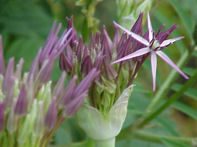 Allium cristophii (Star of Persia) (alternate view 6)