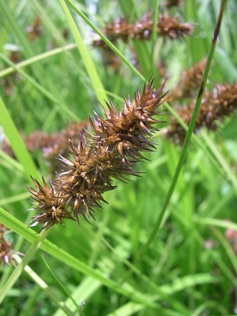 Carex stipata (sawbeak sedge) (alternate view 10)