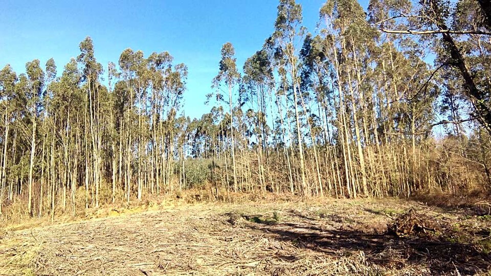 Eucalyptus (eucalyptus) (alternate view 2)