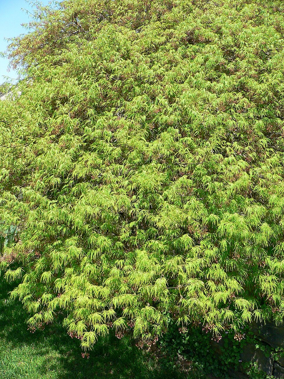 Acer palmatum 'Waterfall' (Waterfall Japanese Maple Tree) (alternate view 2)