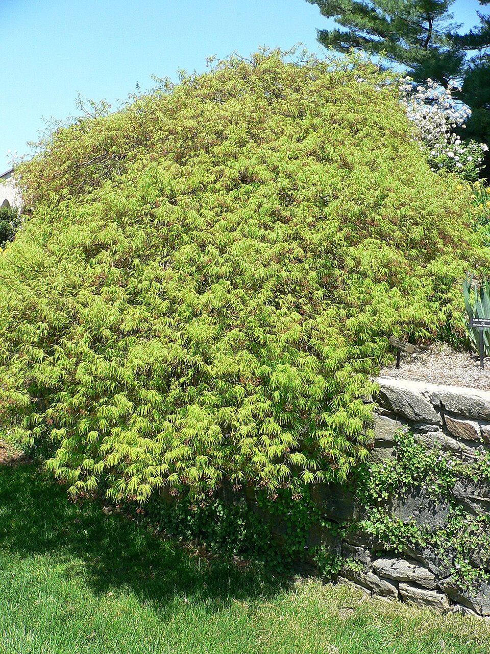 Acer palmatum 'Waterfall' (Waterfall Japanese Maple Tree) (alternate view 3)
