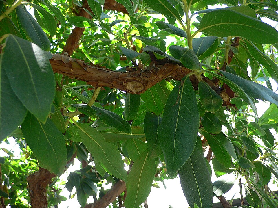 Arbutus x andrachnoides (alternate view 7)