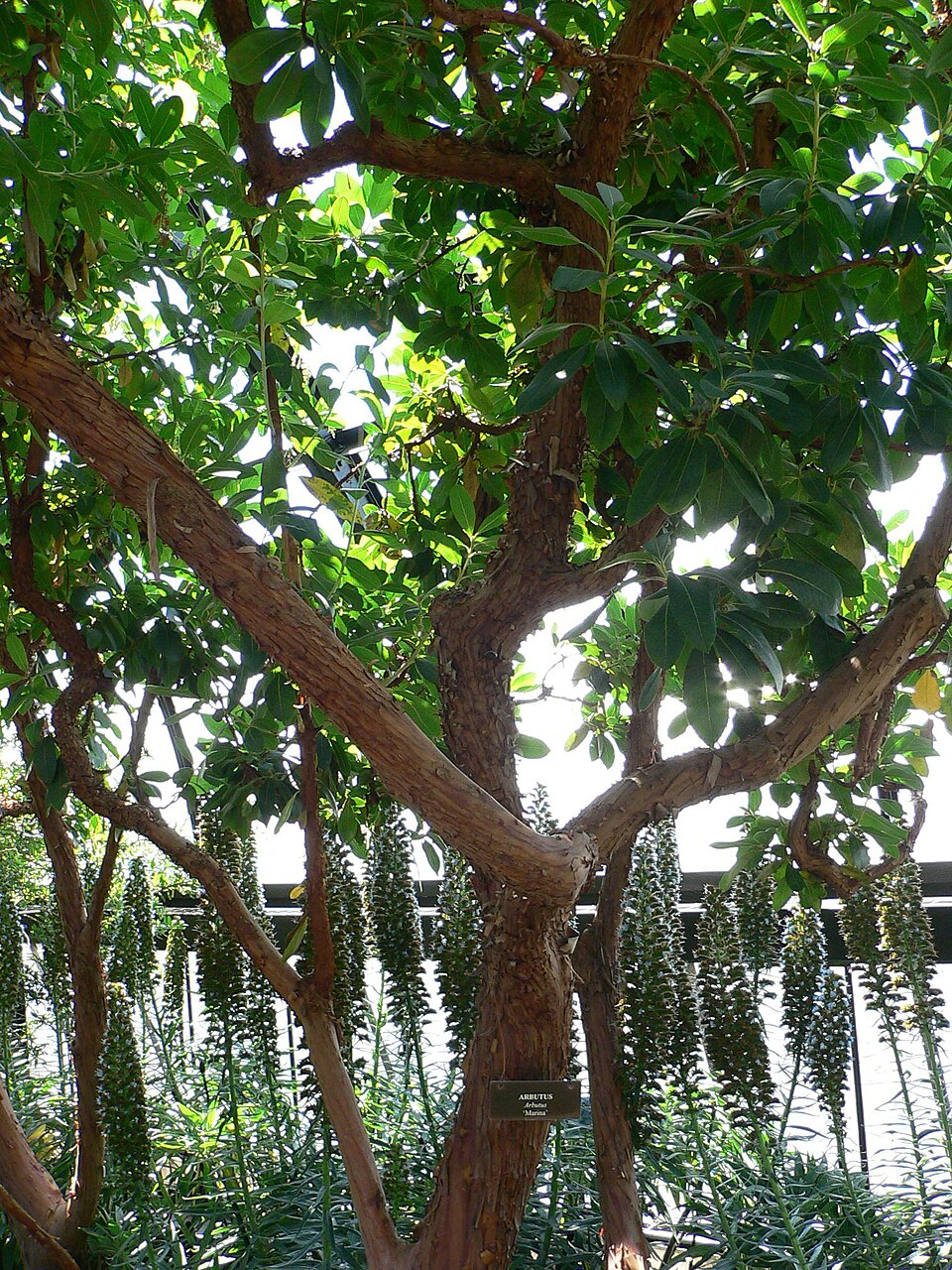 Arbutus x andrachnoides (alternate view 8)