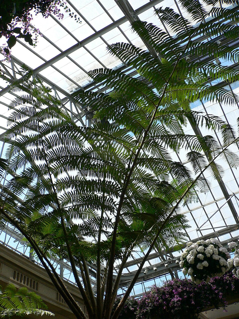 Sphaeropteris cooperi (Scaly Tree Fern) (alternate view 7)