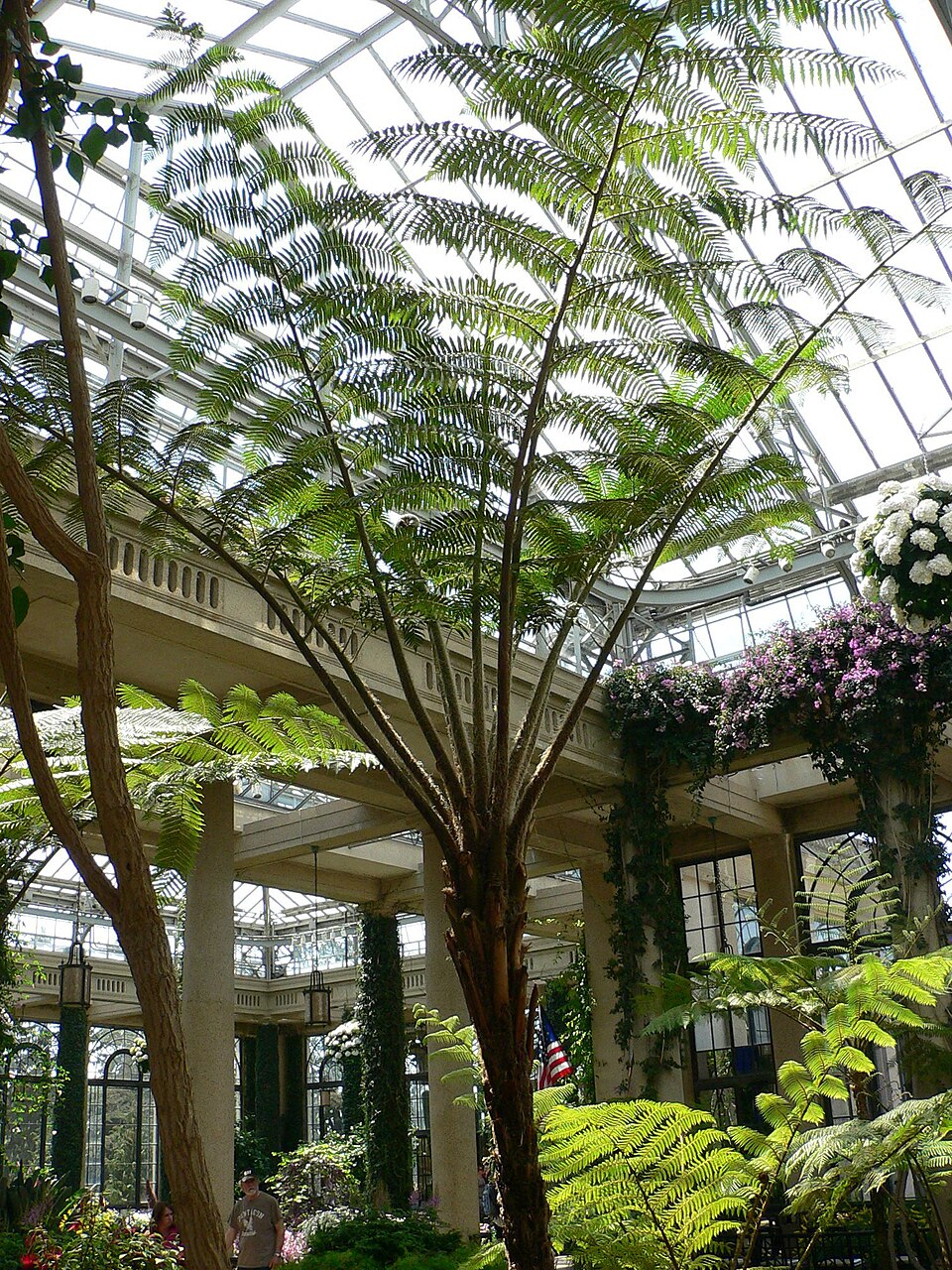 Sphaeropteris cooperi (Scaly Tree Fern) (alternate view 8)