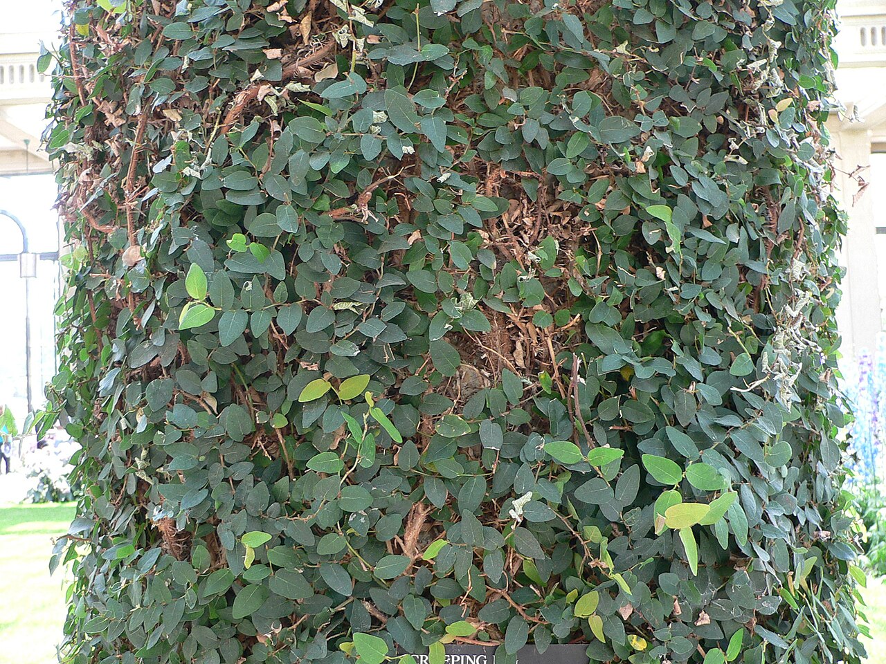 Ficus pumila, Creeping fig — climbing evergreen (Moraceae) (image 3 of 10)