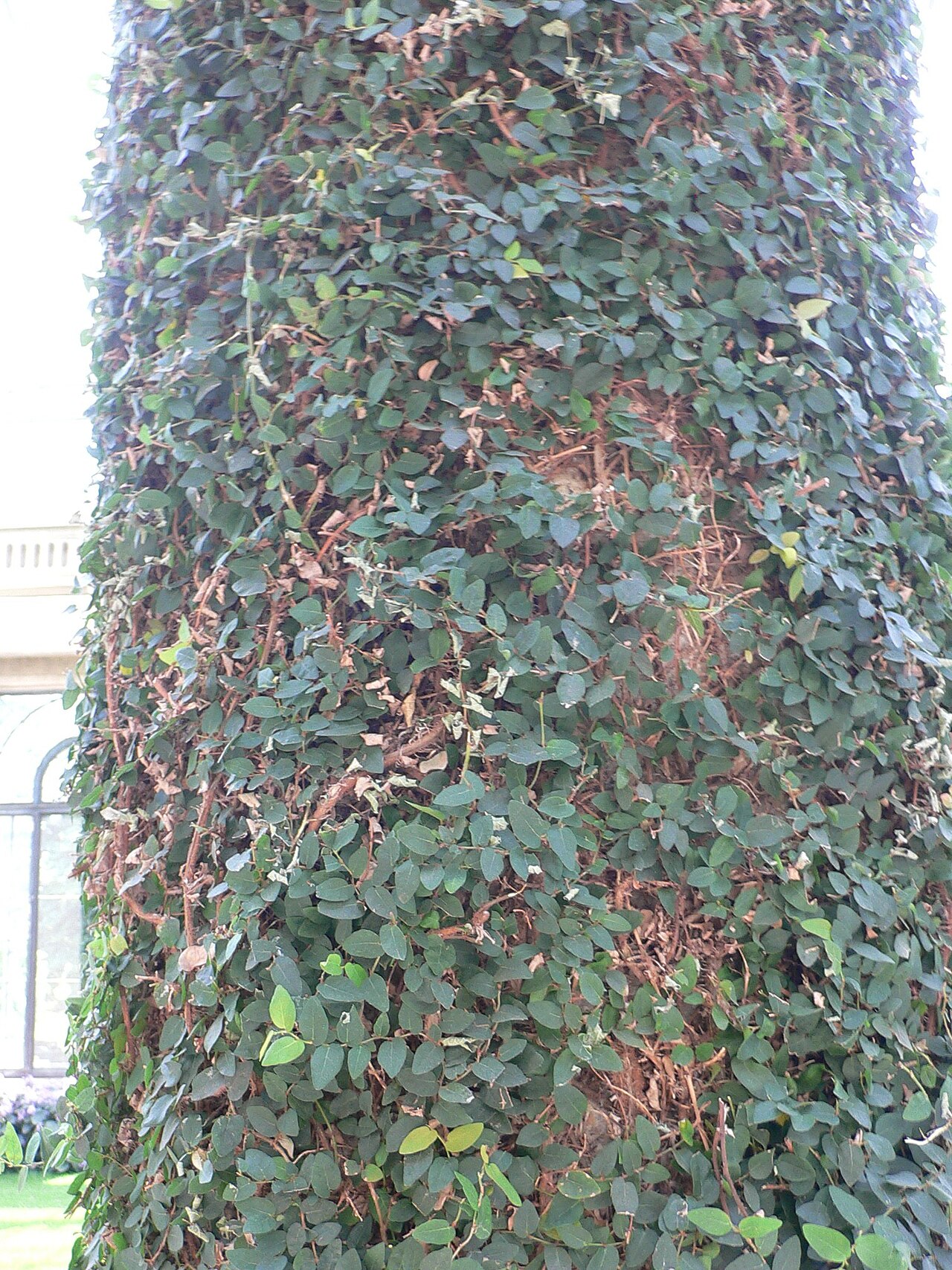 Ficus pumila, Creeping fig — climbing evergreen (Moraceae) (image 4 of 10)