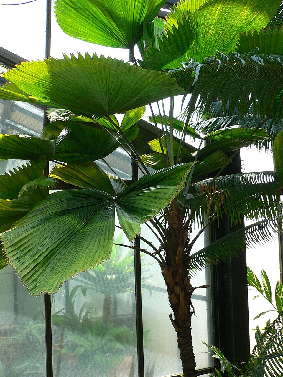 Licuala grandis (Ruffled Fan Palm) (alternate view 4)
