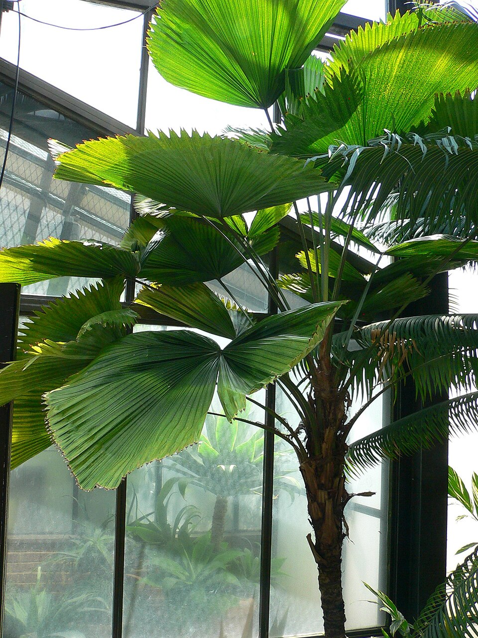 Licuala grandis (Ruffled Fan Palm) (alternate view 5)