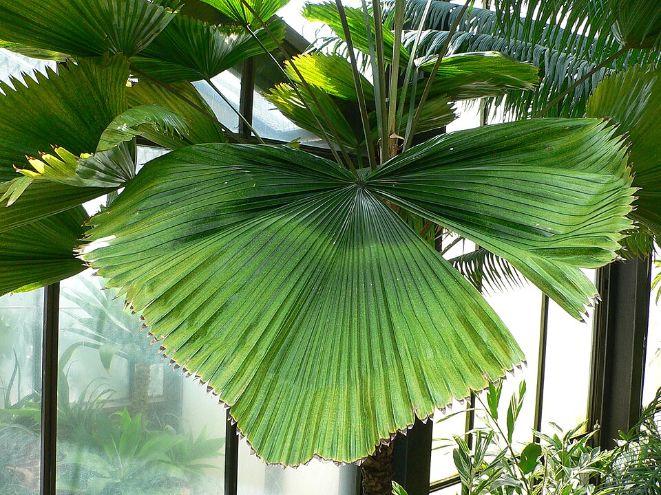 Licuala grandis (Ruffled Fan Palm) (alternate view 6)