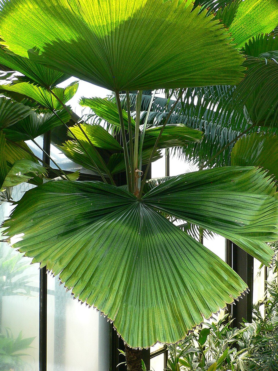 Licuala grandis (Ruffled Fan Palm) (alternate view 7)