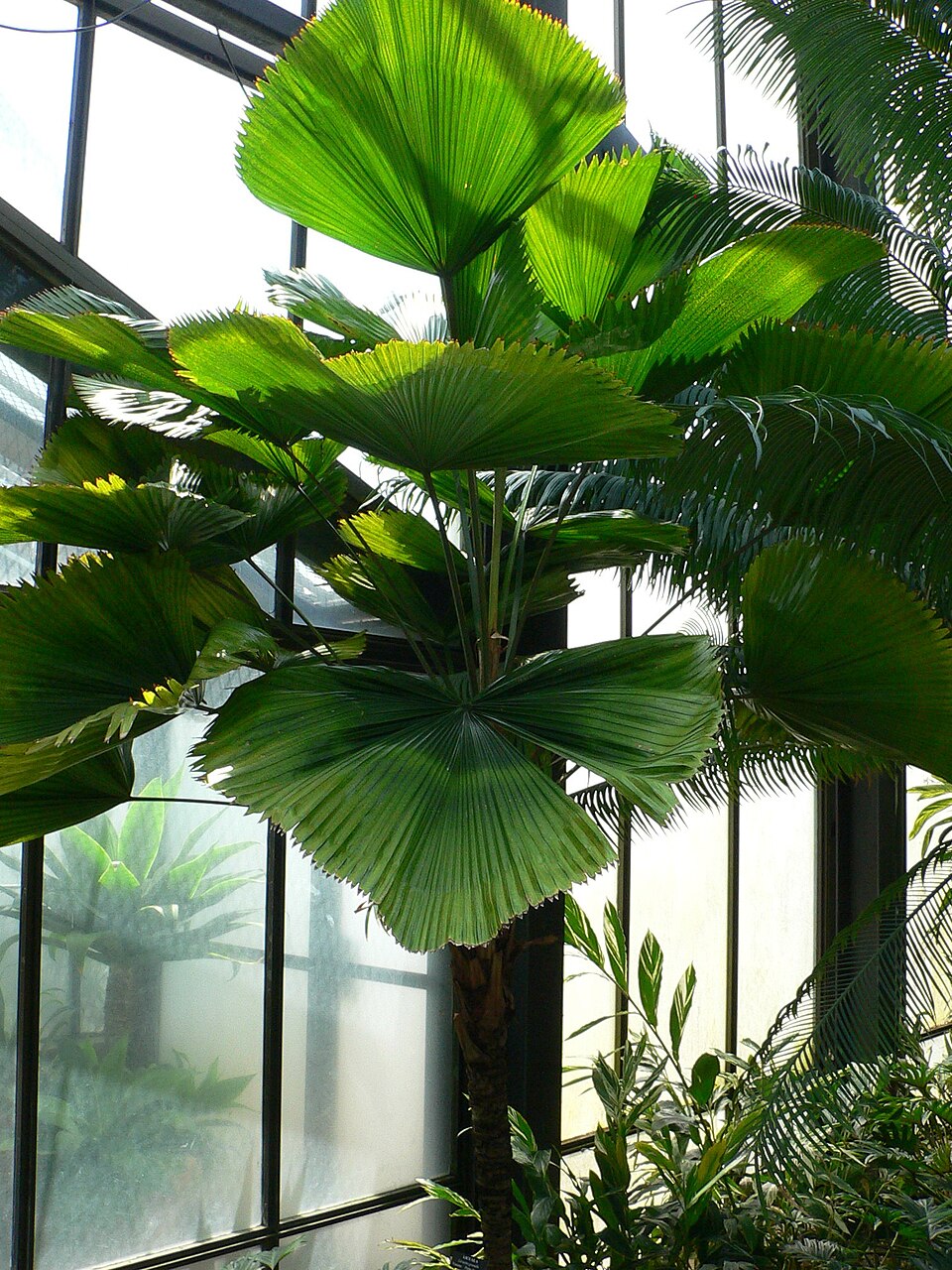 Licuala grandis (Ruffled Fan Palm) (alternate view 8)