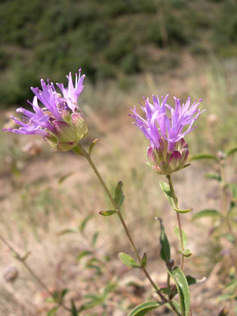 Monardella odoratissima (mountain coyote mint) (alternate view 10)