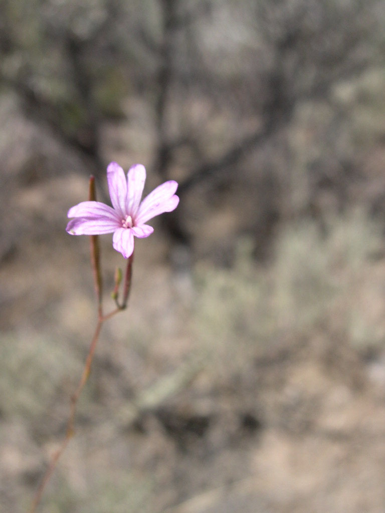 Epilobium brachycarpum (panicled willowherb) (alternate view 8)