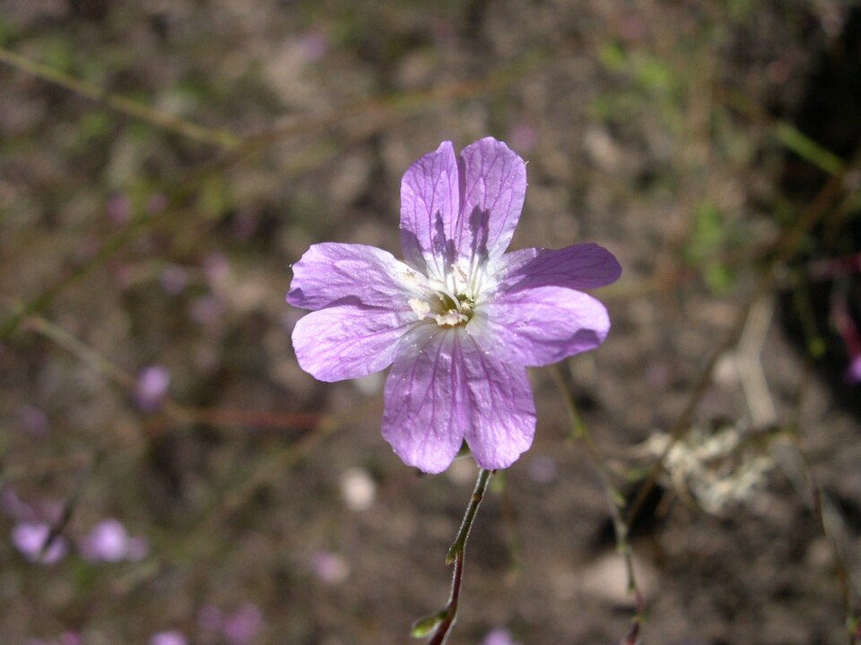 Epilobium brachycarpum (panicled willowherb) (alternate view 9)