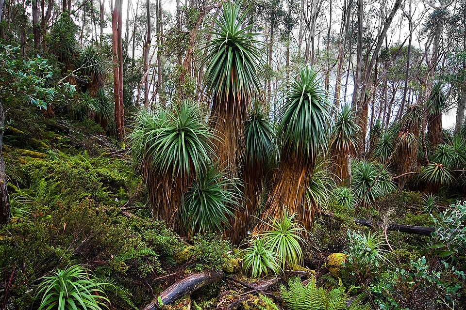 Richea pandanifolia (Pandani) (alternate view 6)