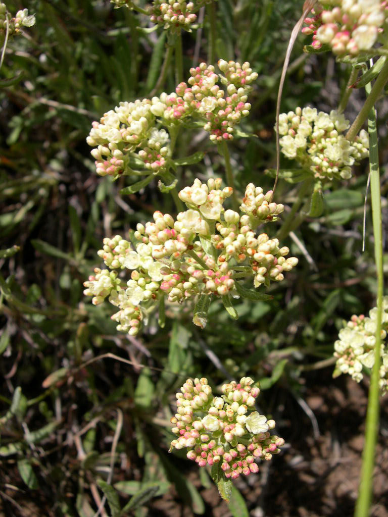 Eriogonum heracleoides (Parsnip-flowered Buckwheat) (alternate view 9)
