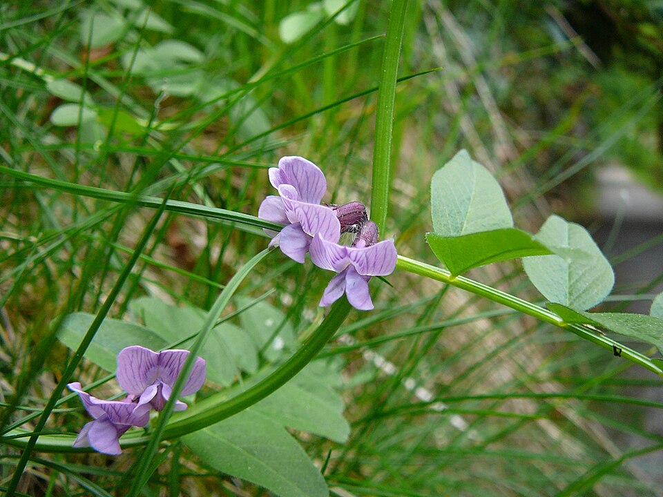 Vicia sepium (Bush Vetch)