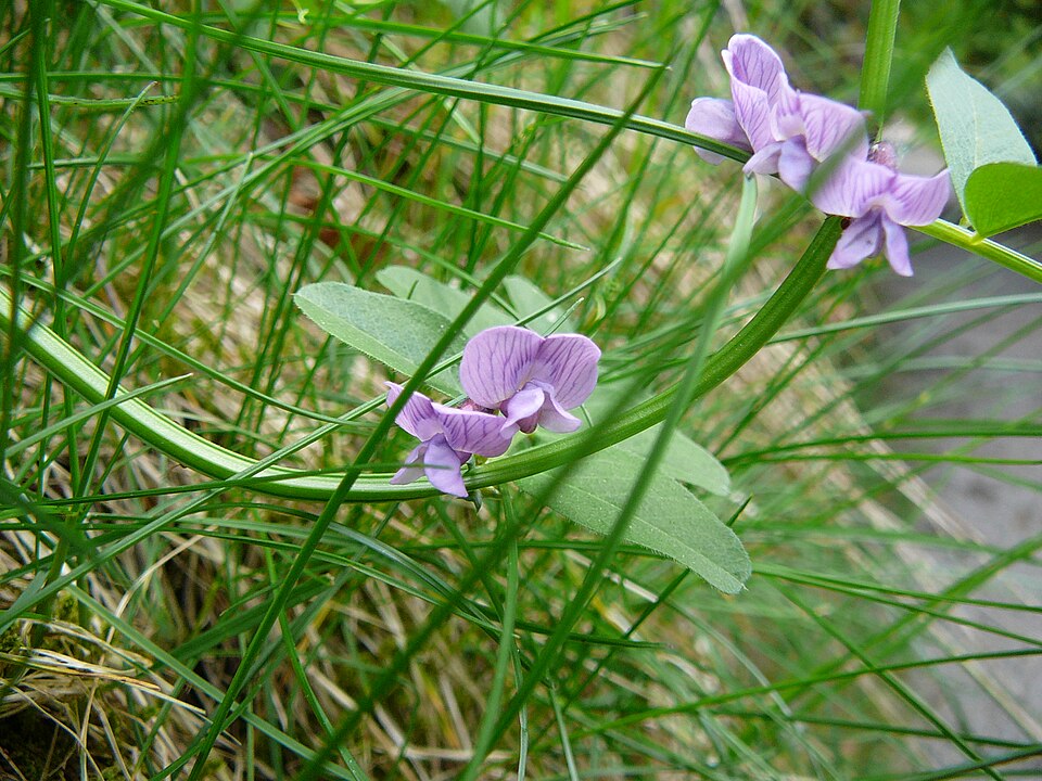 Vicia sepium (Bush Vetch)