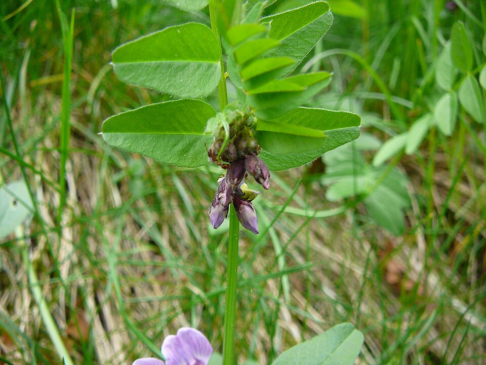 Vicia sepium (Bush Vetch)