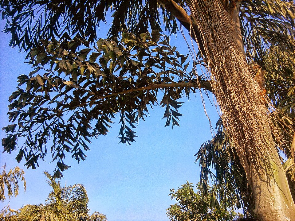 Caryota (Fishtail palms) (alternate view 5)