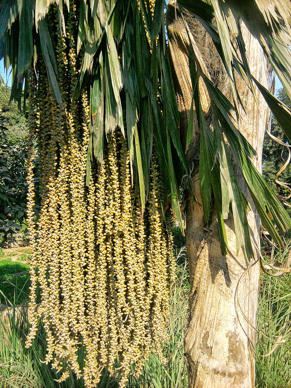 Caryota (Fishtail palms) (alternate view 6)