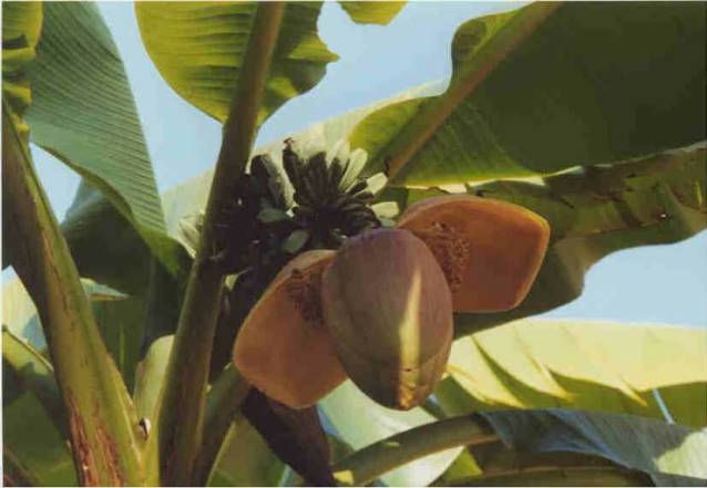 Musa × paradisiaca (Plantain) (alternate view 6)