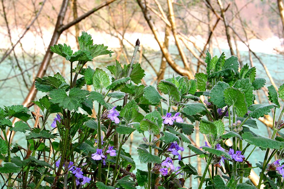 Glechoma hederacea (ground-ivy)