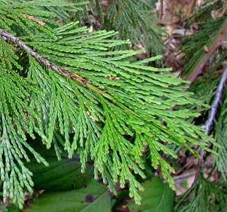 Calocedrus decurrens (incense cedar) (alternate view 9)