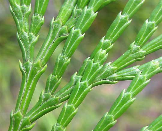 Calocedrus decurrens (incense cedar) (alternate view 10)