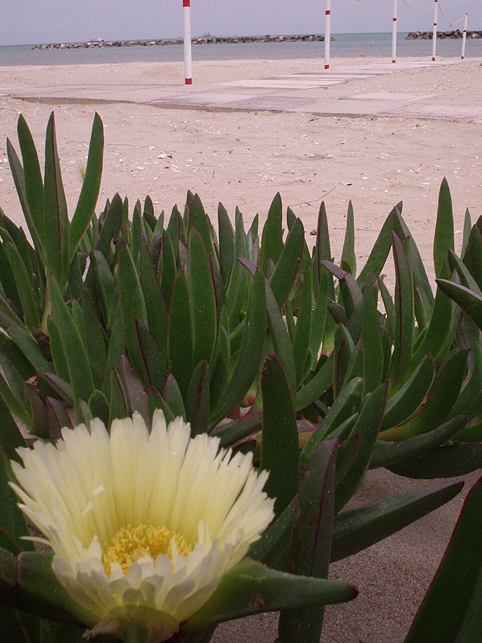 Carpobrotus edulis (sea fig)