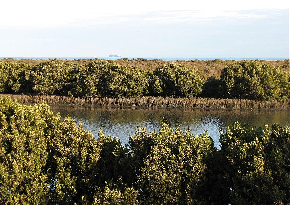 Avicennia marina (Grey Mangrove) (alternate view 5)