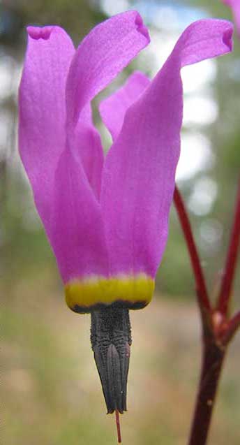 Primula hendersonii (Henderson's shooting star) (alternate view 3)