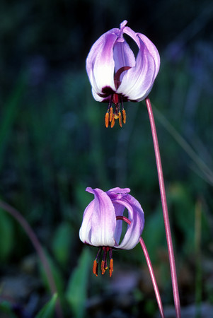 Erythronium hendersonii (Fawn Lily) (alternate view 8)