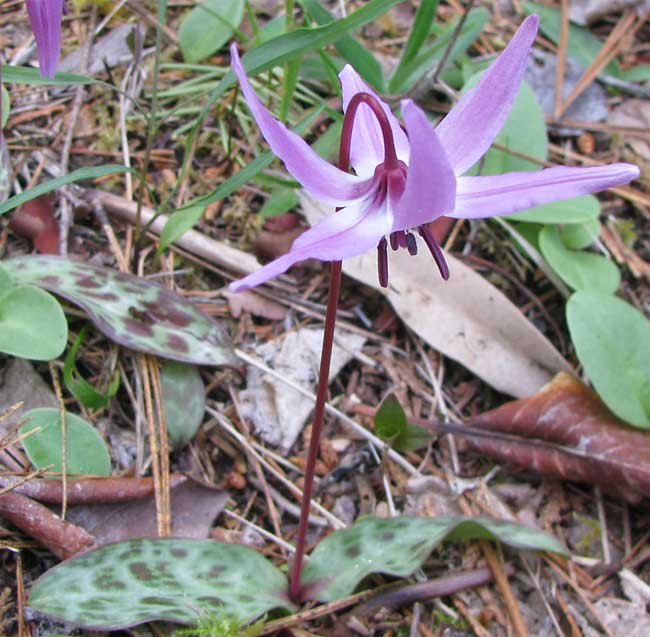 Erythronium hendersonii (Fawn Lily) (alternate view 9)