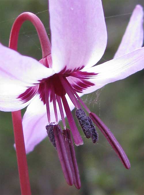 Erythronium hendersonii (Fawn Lily) (alternate view 10)
