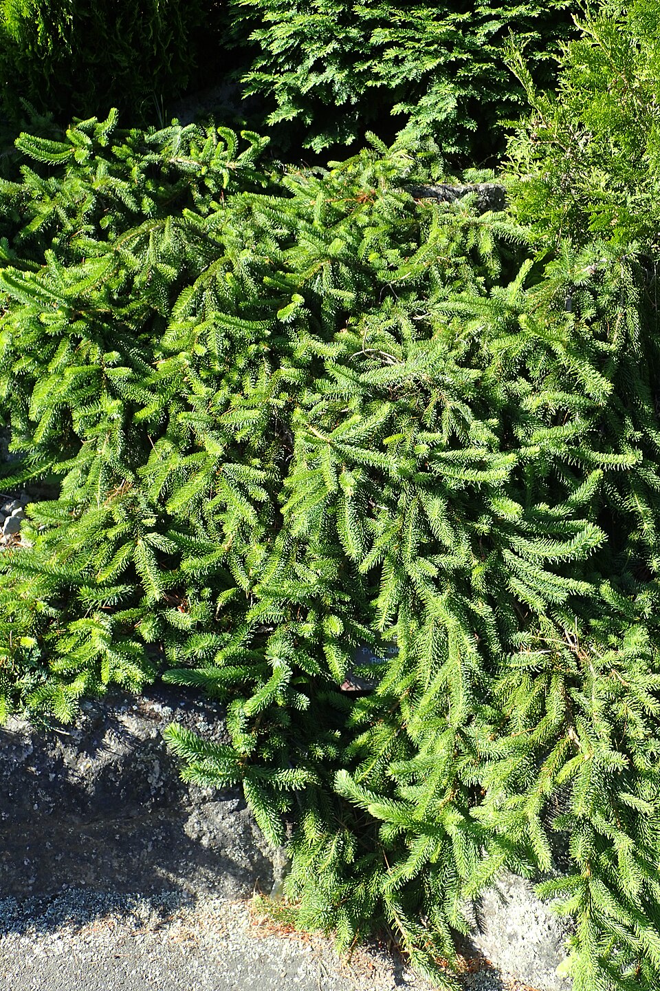 Picea abies 'Reflexa' (weeping Norway spruce)