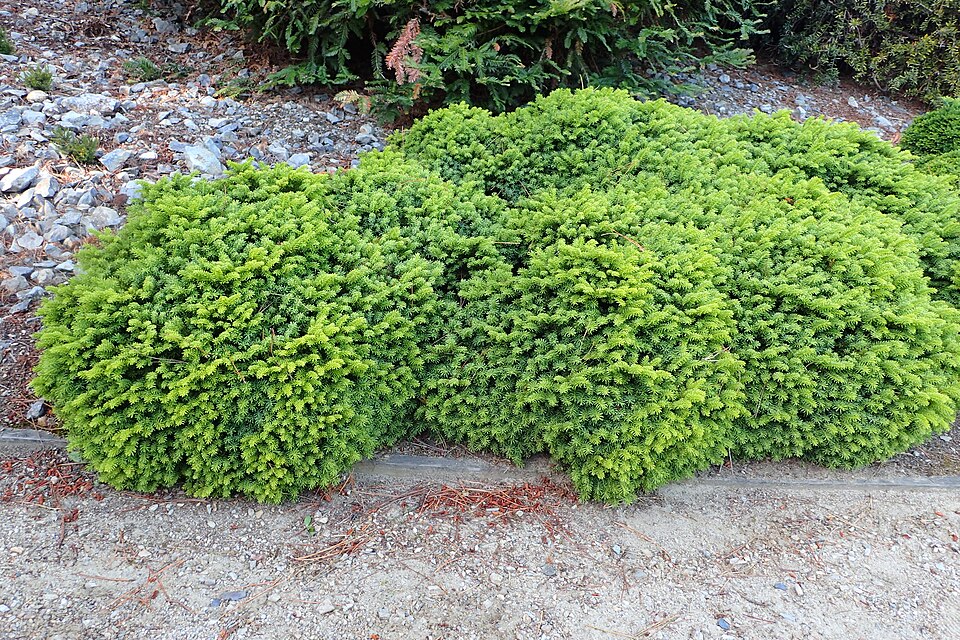 Picea abies 'Little Gem' (Little Gem Norway Spruce) (alternate view 5)